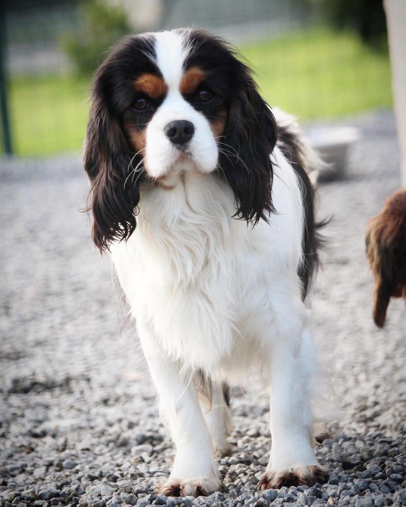 Élevage Cavalier King Charles Bretagne Morbihan