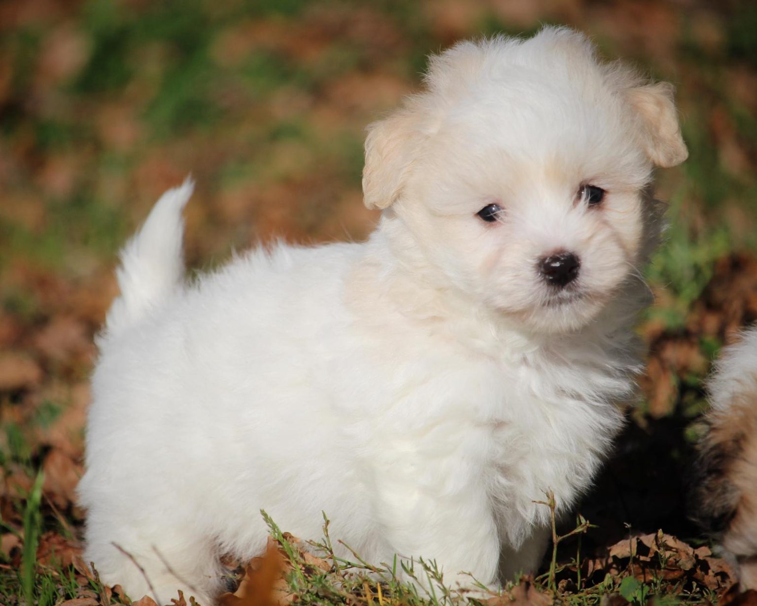 Élevage Coton de Tuléar Bretagne, Morbihan